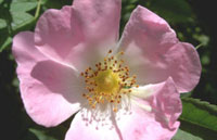 Wildrose, Hundsrose